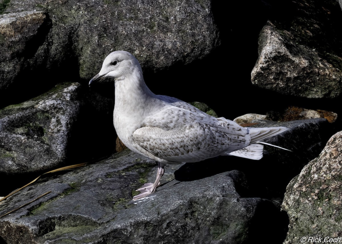 eBird Checklist - 28 Feb 2026 - Ceasar's Bay Bazaar - 10 species
