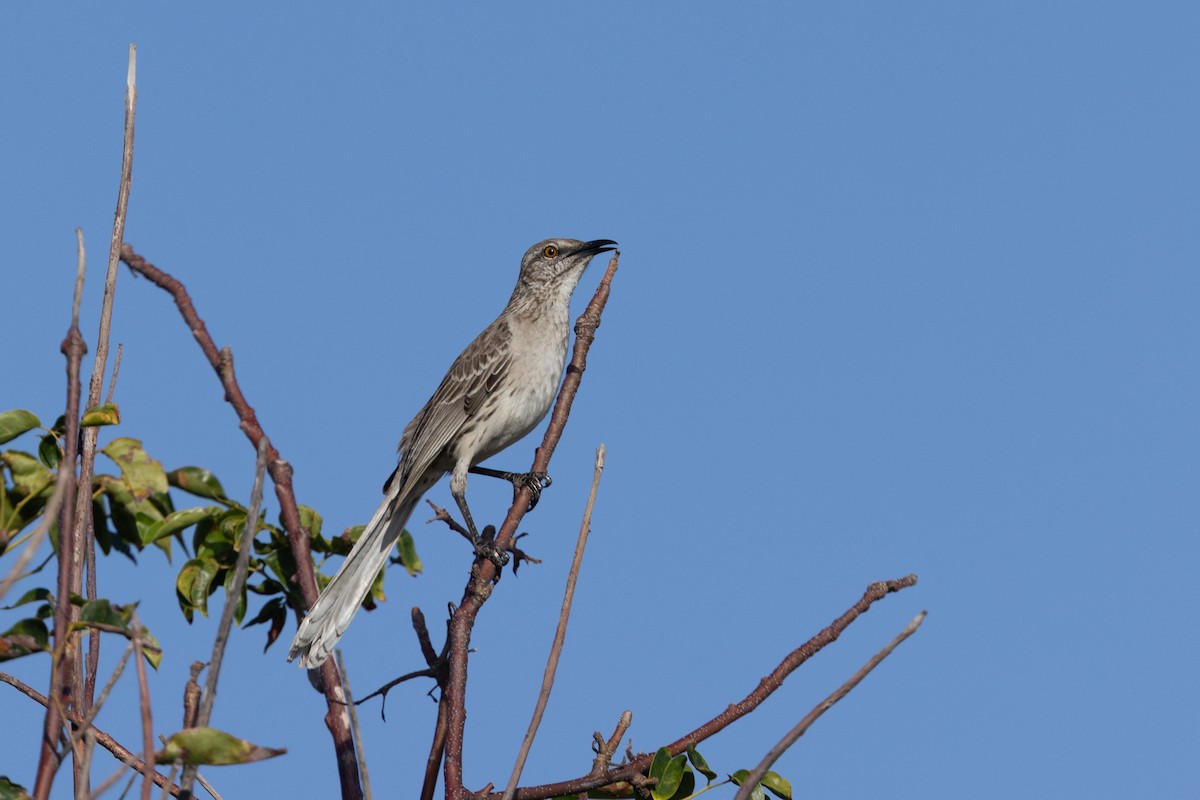 Bahama Mockingbird - ML651911666
