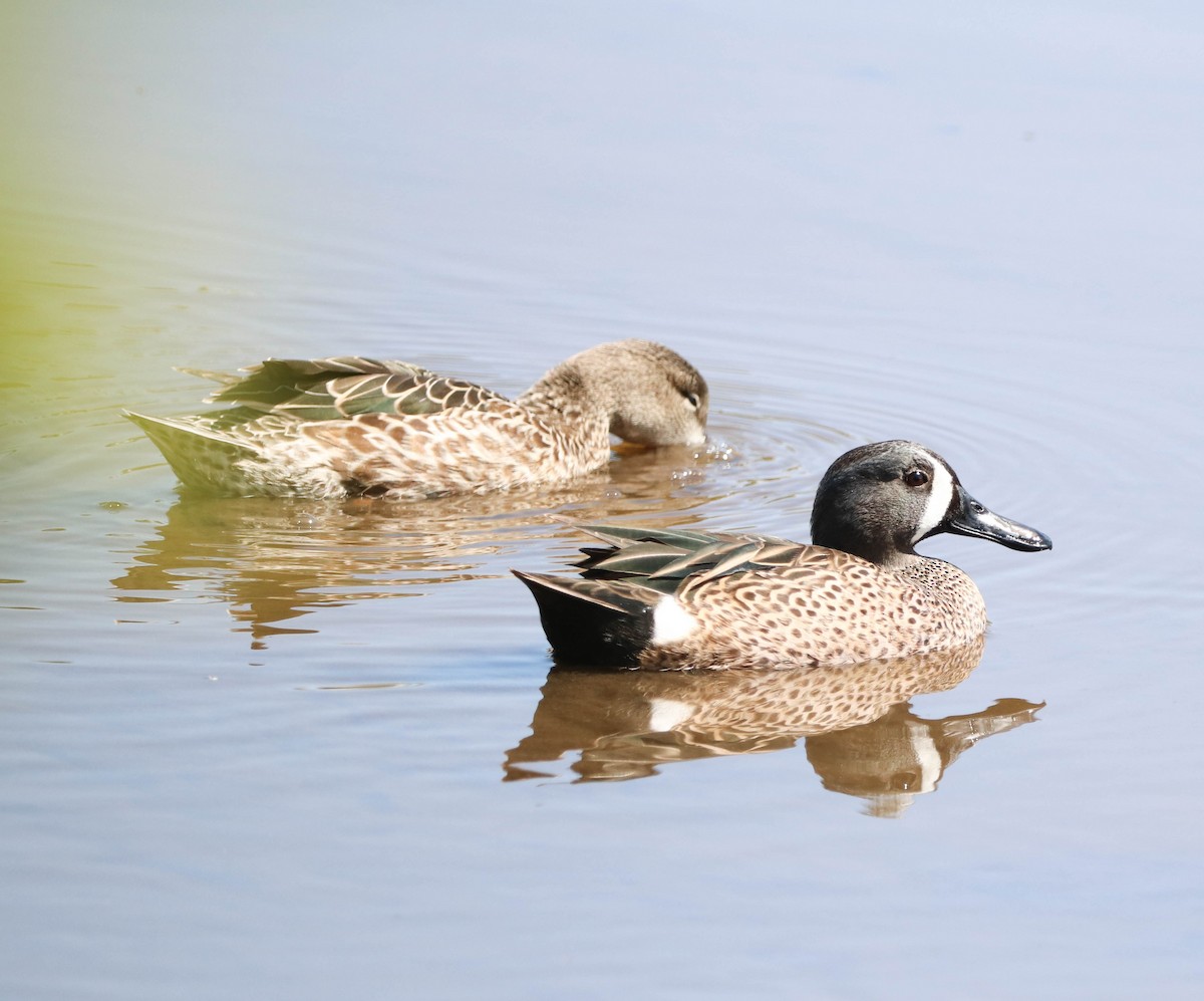 Синекрылый чирок - ML651911957