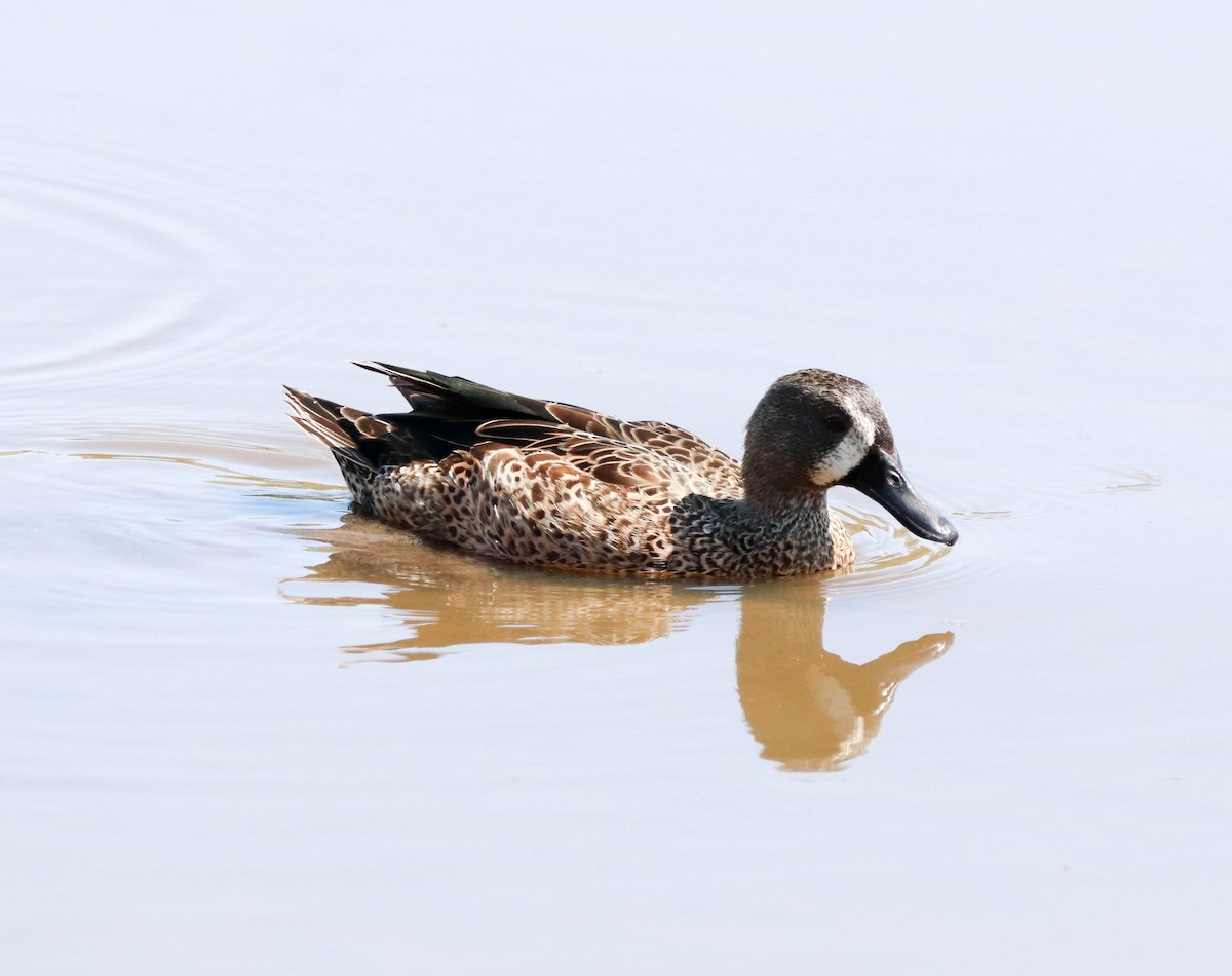 Синекрылый чирок - ML651911958