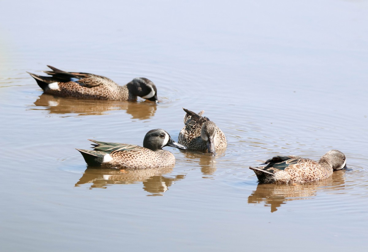 Синекрылый чирок - ML651911959