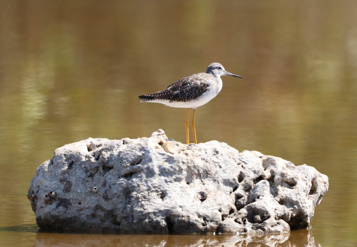Пёстрый улит - ML651911961