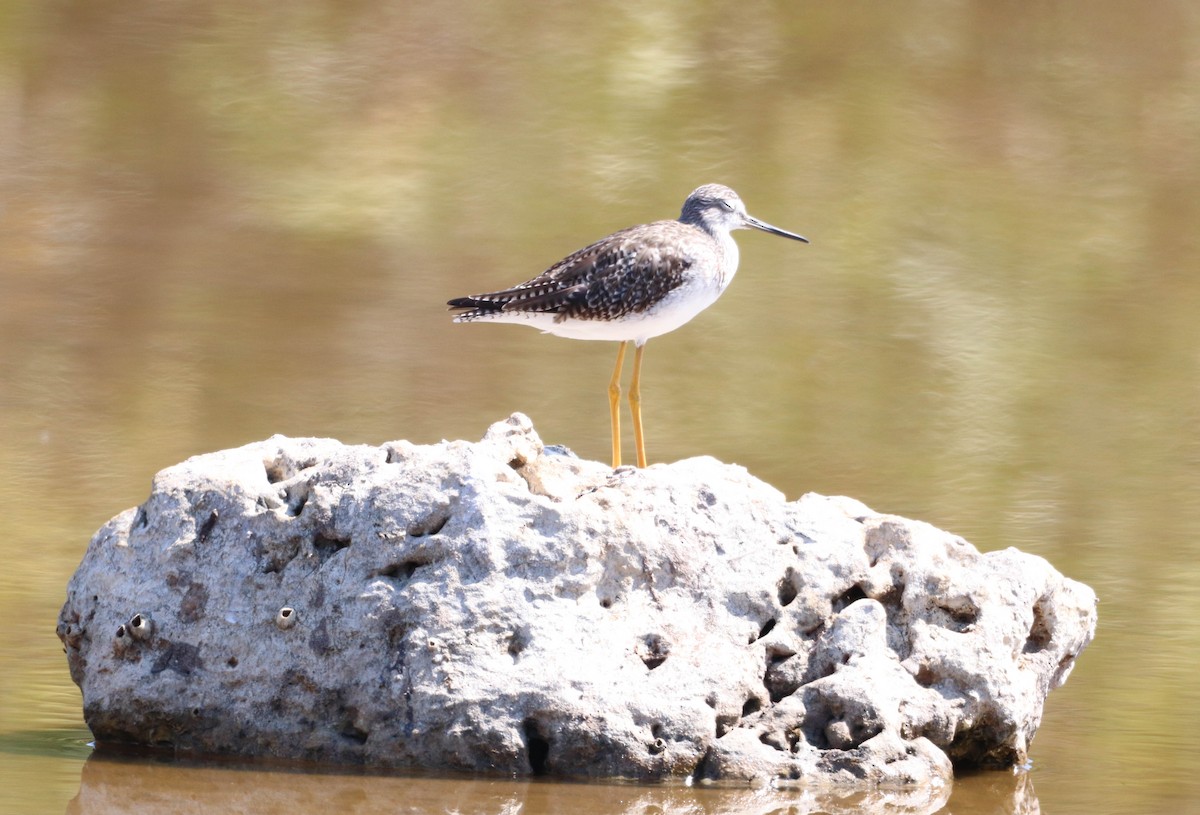 Пёстрый улит - ML651911962
