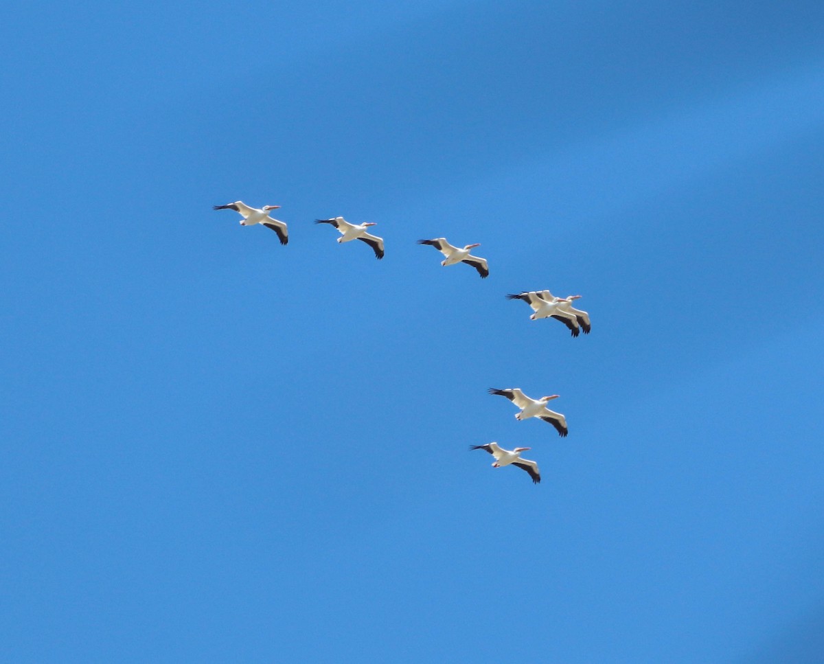 Пеликан-носорог - ML651911972