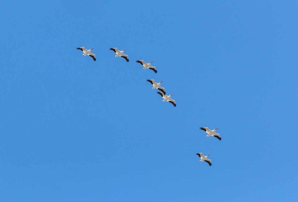 Пеликан-носорог - ML651911973