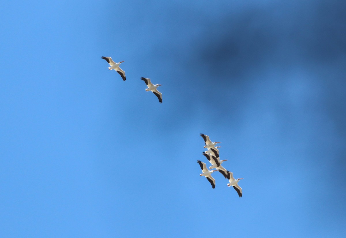 Пеликан-носорог - ML651911974