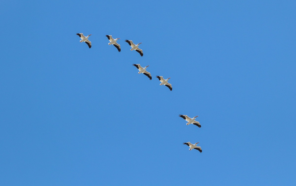 Пеликан-носорог - ML651911975