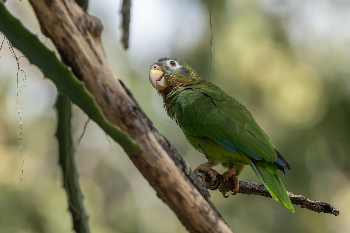 Yellow-billed Amazon - ML651911985