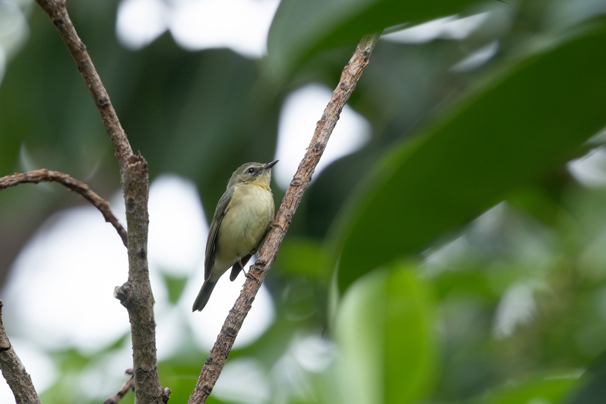 Black-throated Blue Warbler - ML651911998