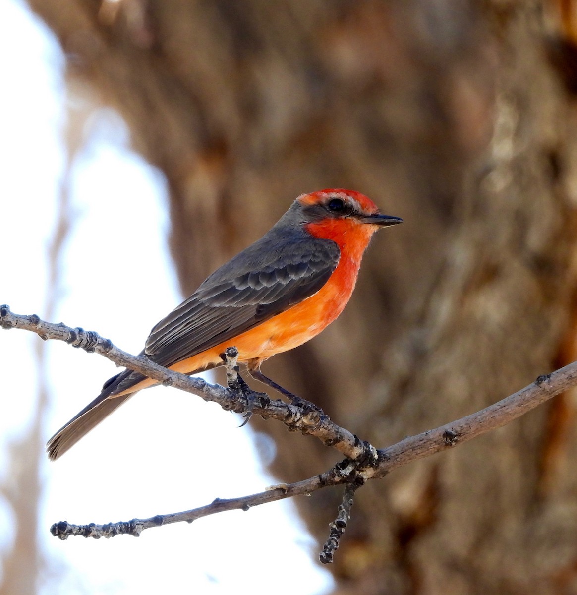 Vermilion Flycatcher - ML651912181