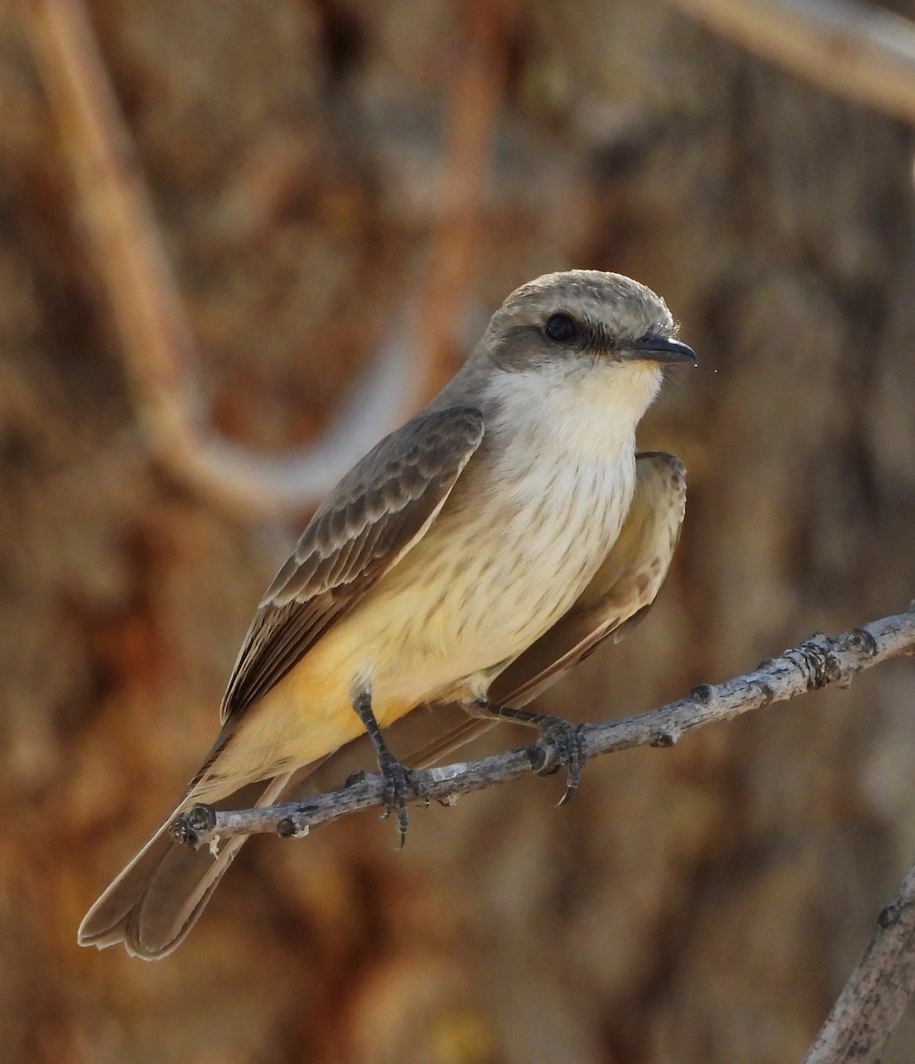 Vermilion Flycatcher - ML651912182