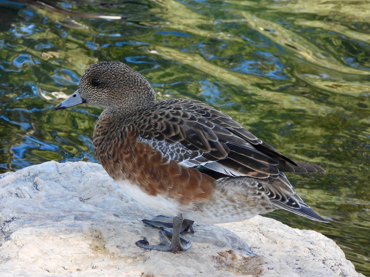 American Wigeon - ML651912339