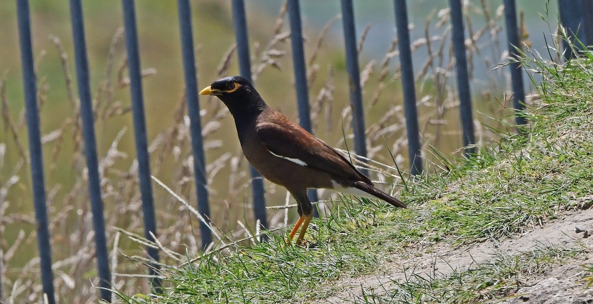 Çiğdeci - ML651912494