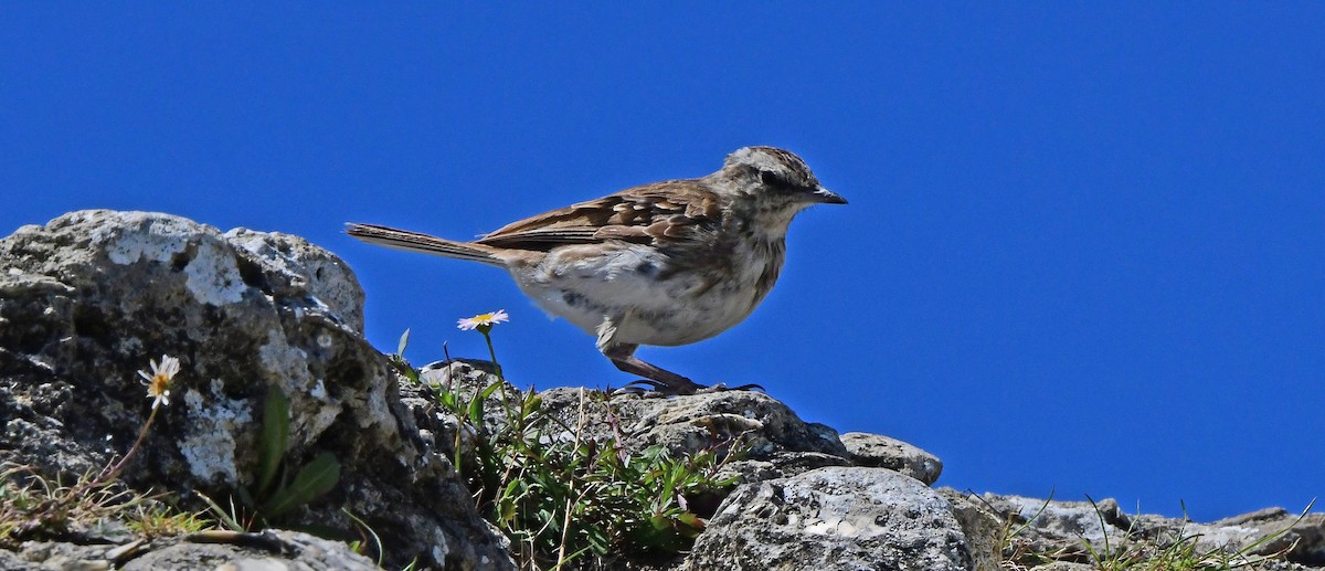 Yeni Zelanda İncirkuşu - ML651912510