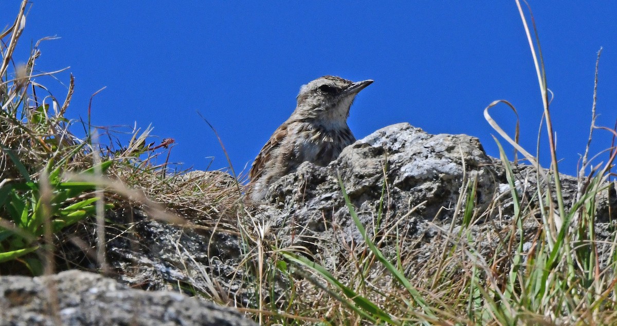 Yeni Zelanda İncirkuşu - ML651912547