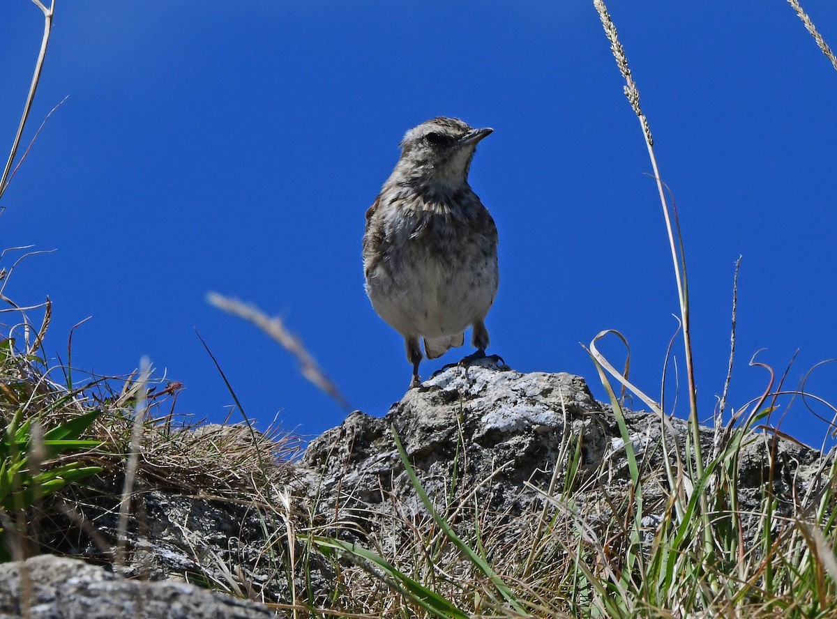 Yeni Zelanda İncirkuşu - ML651912573