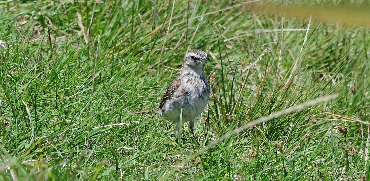 Yeni Zelanda İncirkuşu - ML651912580