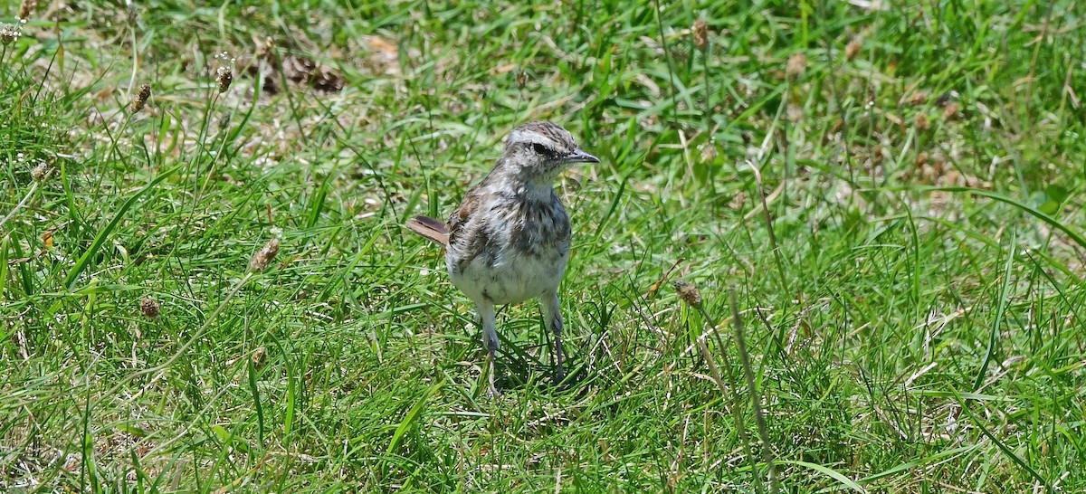 Yeni Zelanda İncirkuşu - ML651912599