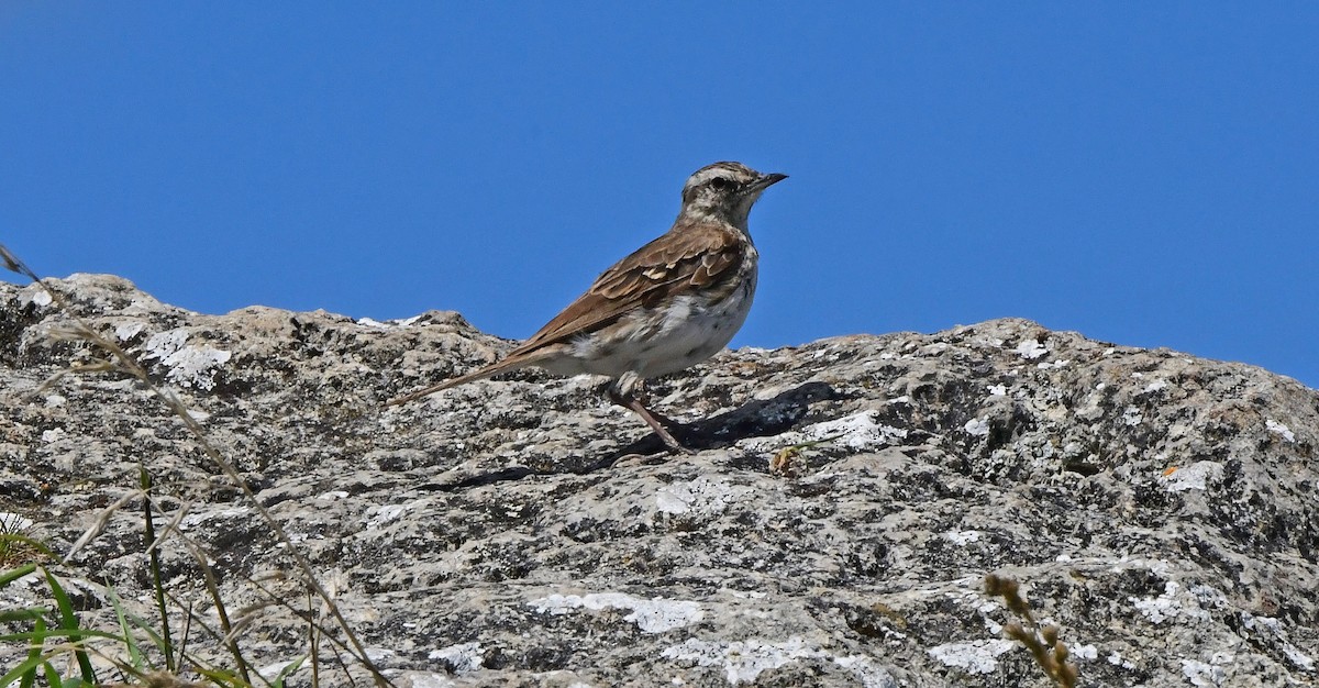 Yeni Zelanda İncirkuşu - ML651912605