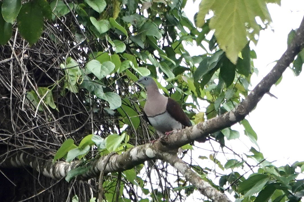 Zoe's Imperial-Pigeon - ML651913978