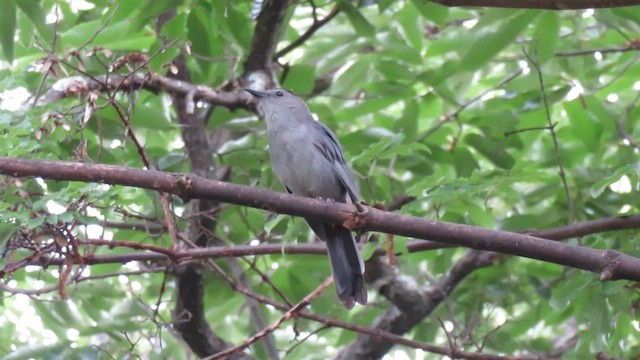 ネコマネドリ - ML651914801