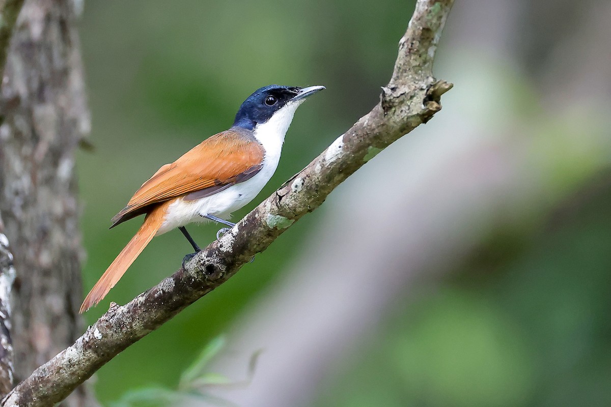 Shining Flycatcher - ML651915220