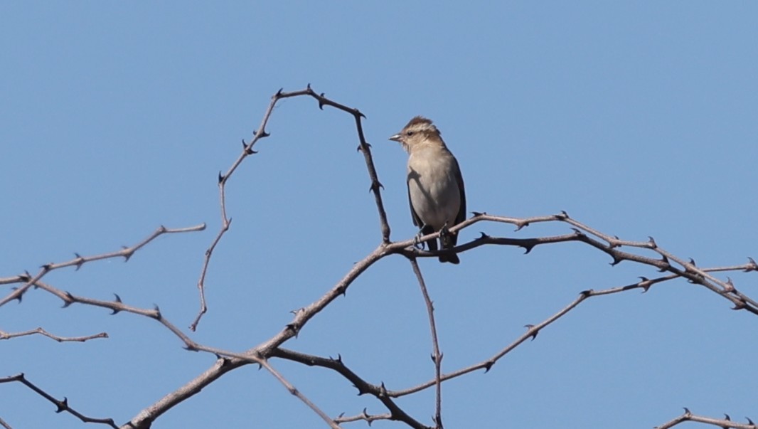 Moineau bridé - ML651915329