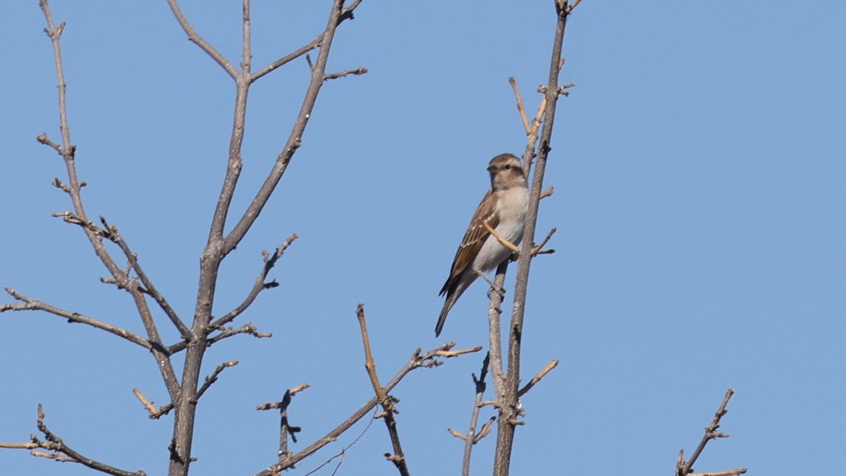 Moineau bridé - ML651915330