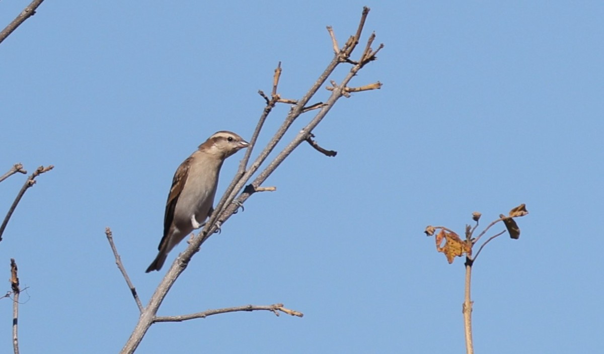 Moineau bridé - ML651915331
