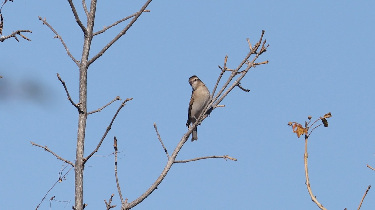 Moineau bridé - ML651915332