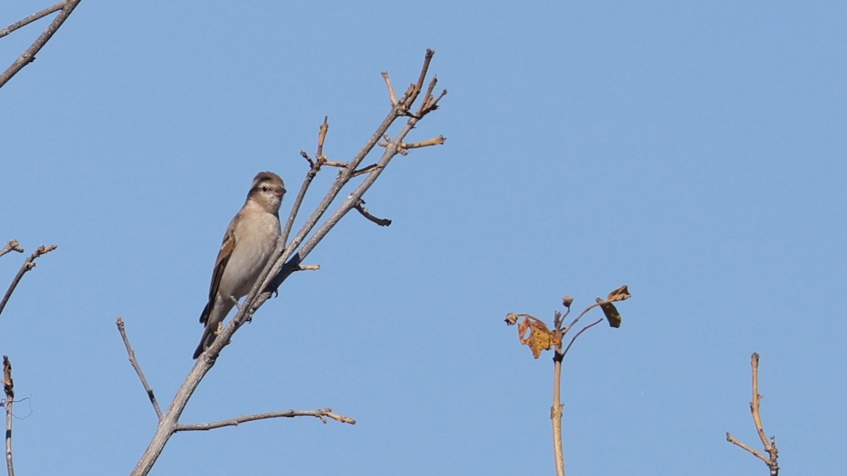 Moineau bridé - ML651915333