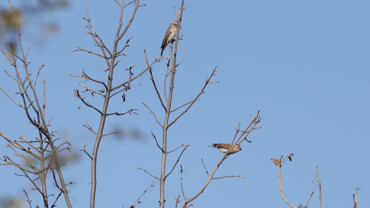 Moineau bridé - ML651915334