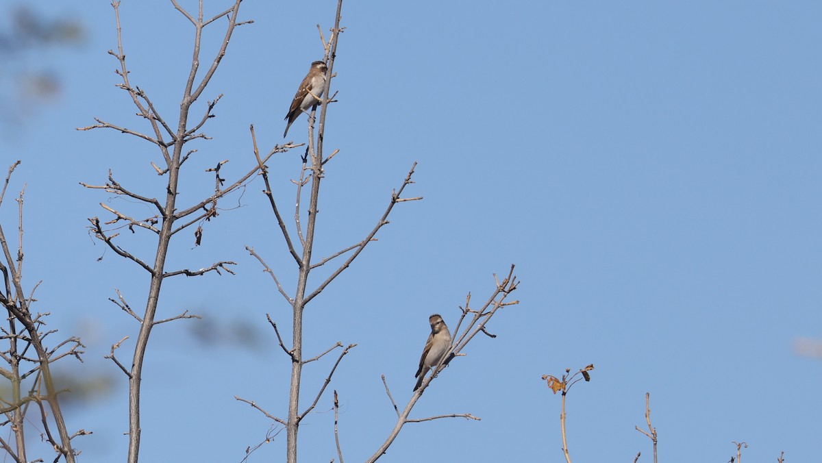 Moineau bridé - ML651915335