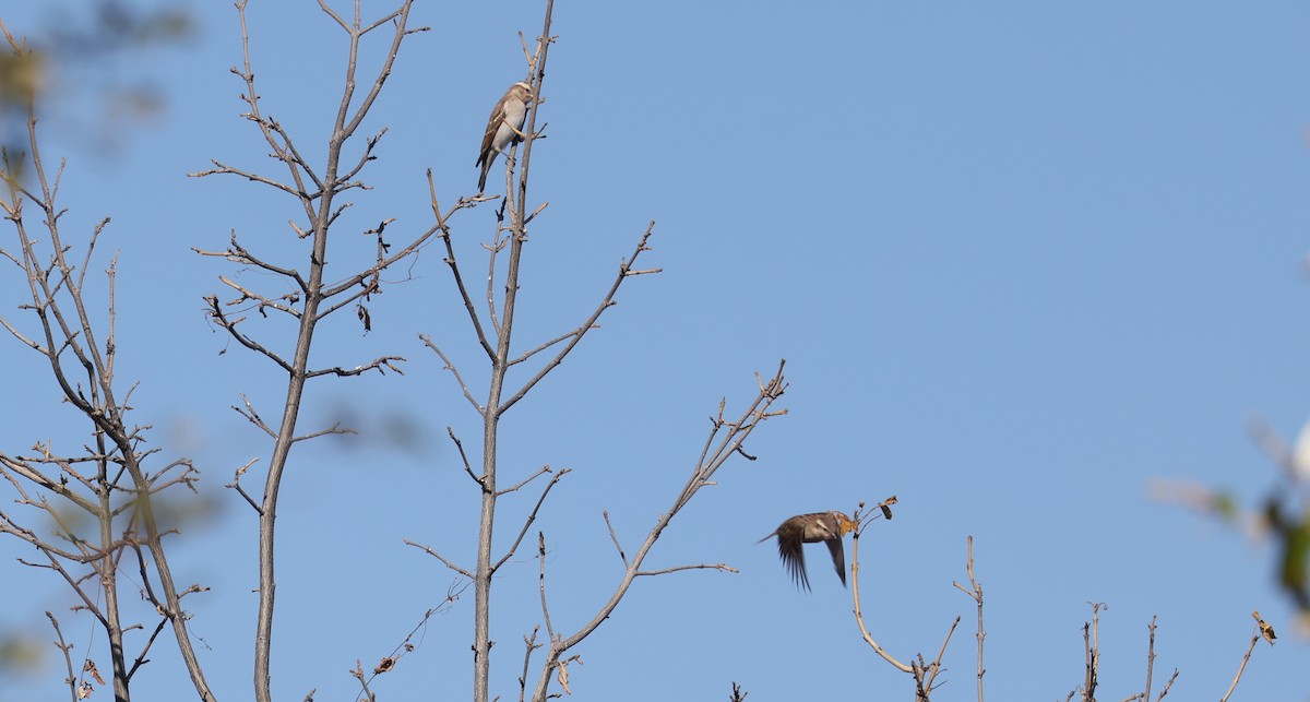 Moineau bridé - ML651915336