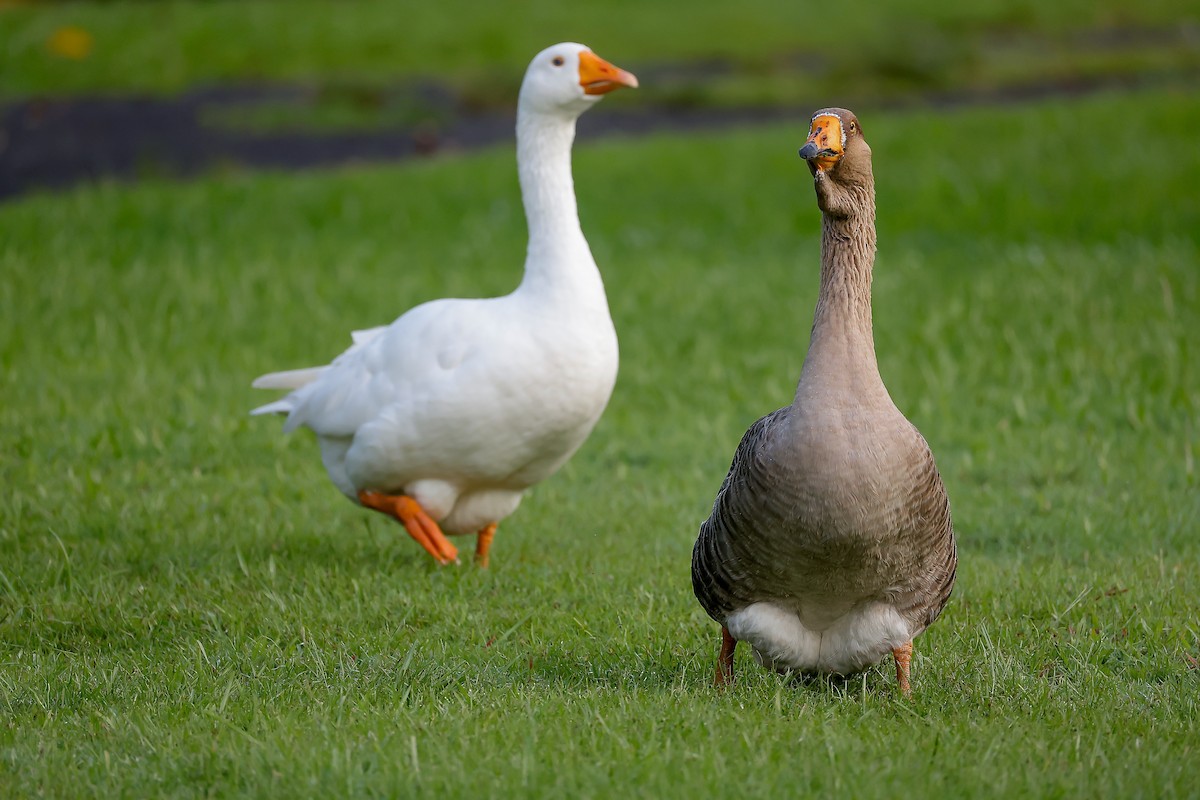 Domestic goose sp. (Domestic type) - ML651915838