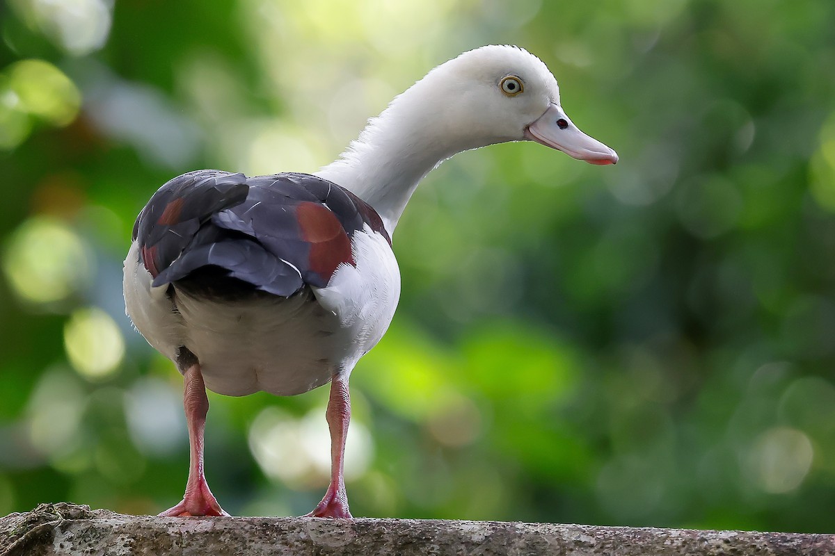 Radjah Shelduck - ML651916066