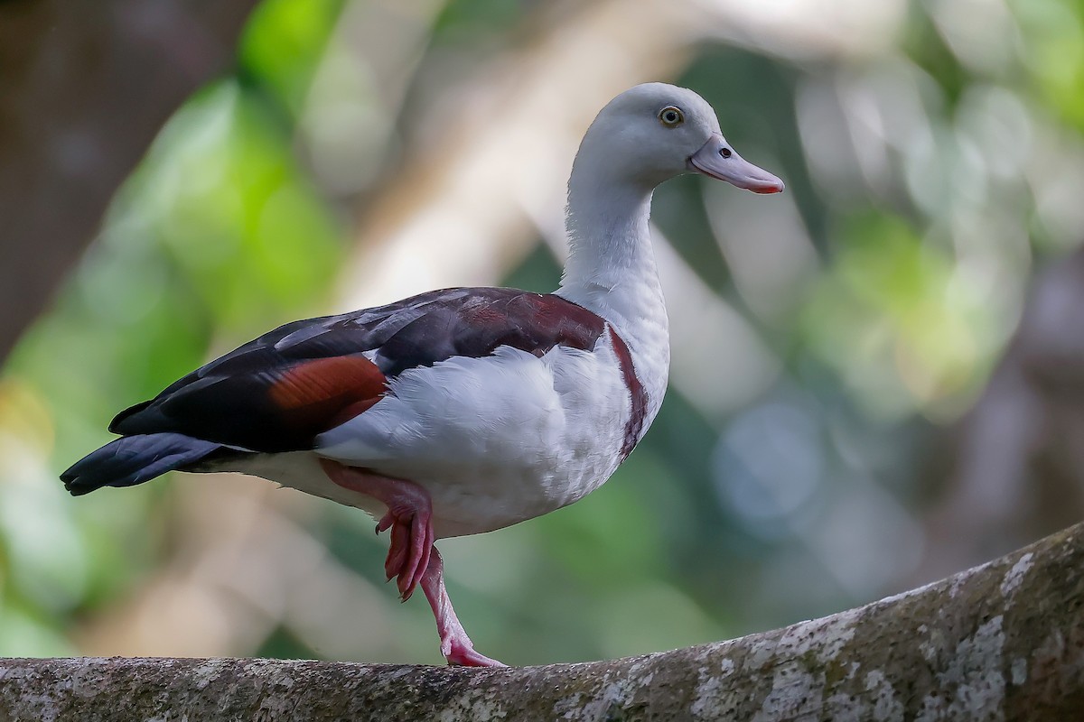Radjah Shelduck - ML651916067
