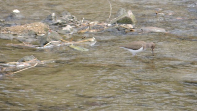 Flussuferläufer - ML651916151