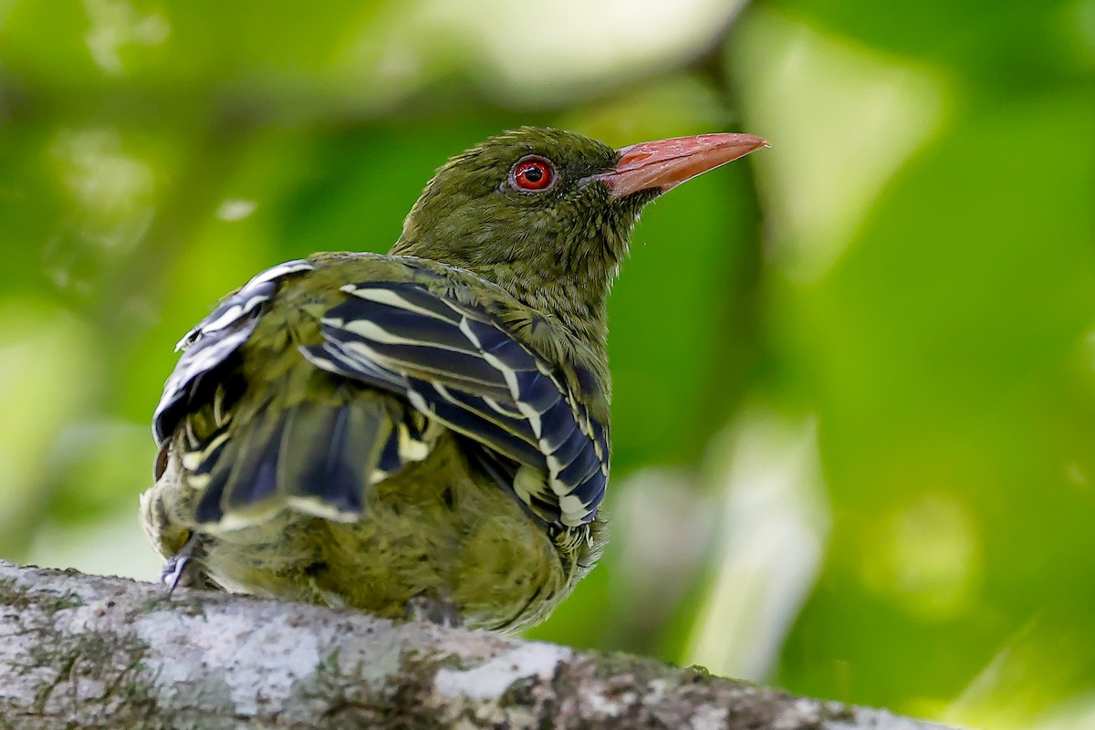 Green Oriole - ML651916777