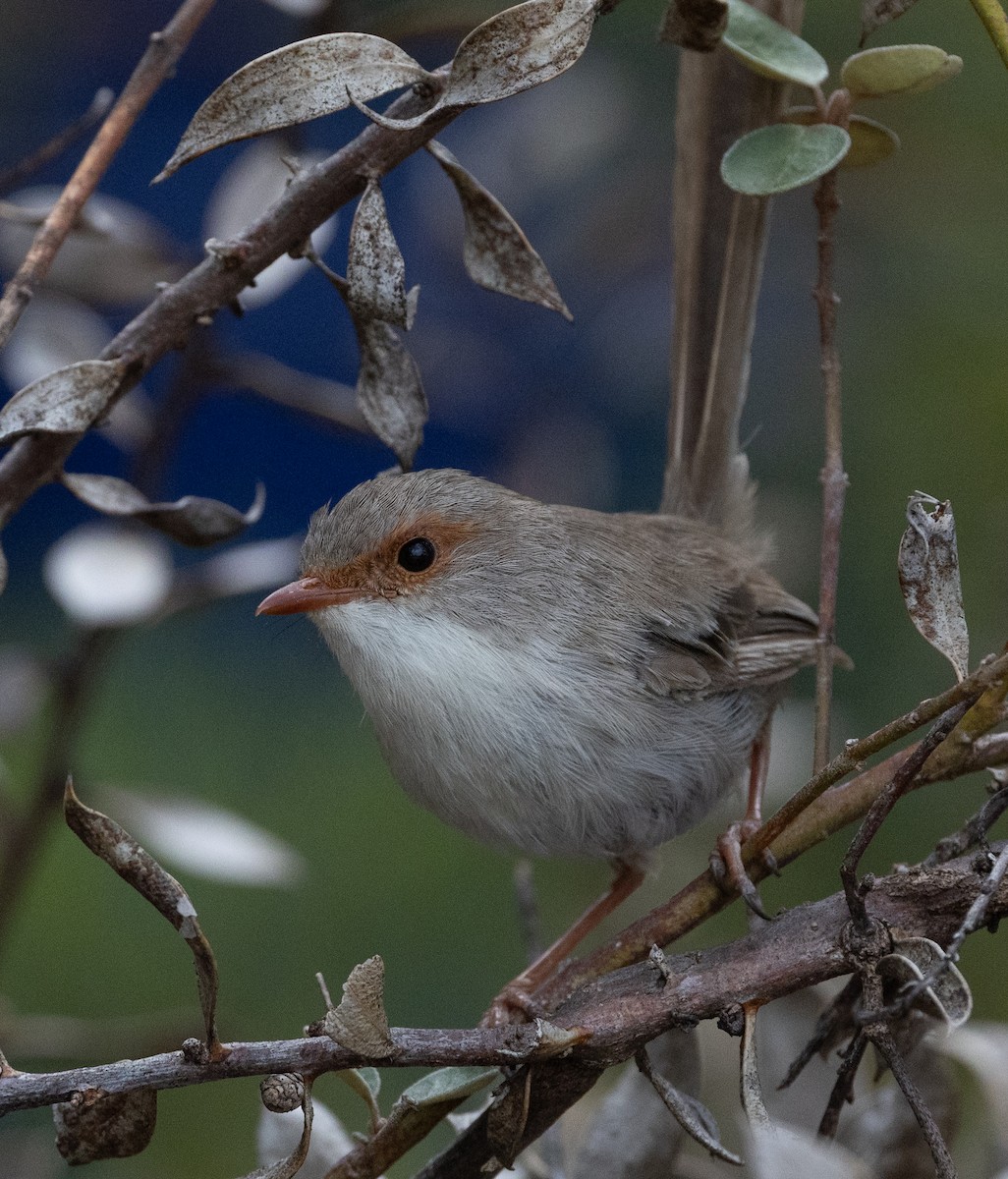 Superb Fairywren - ML651916787