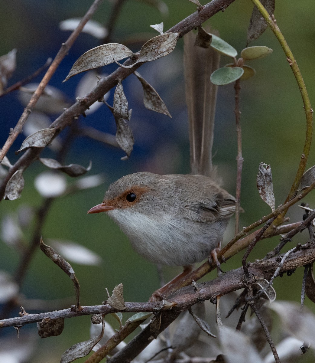 Superb Fairywren - ML651916788