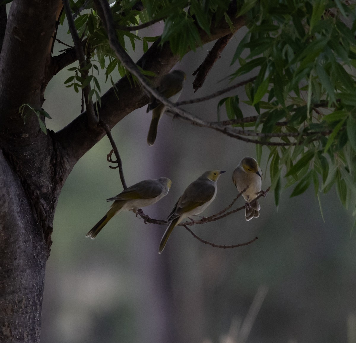 White-plumed Honeyeater - ML651916791