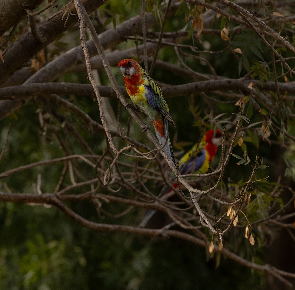 Eastern Rosella - ML651916793