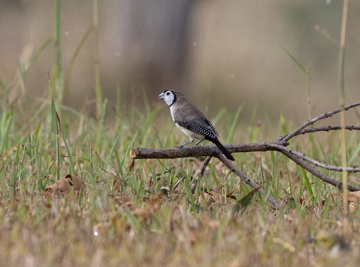 Double-barred Finch - ML651916798
