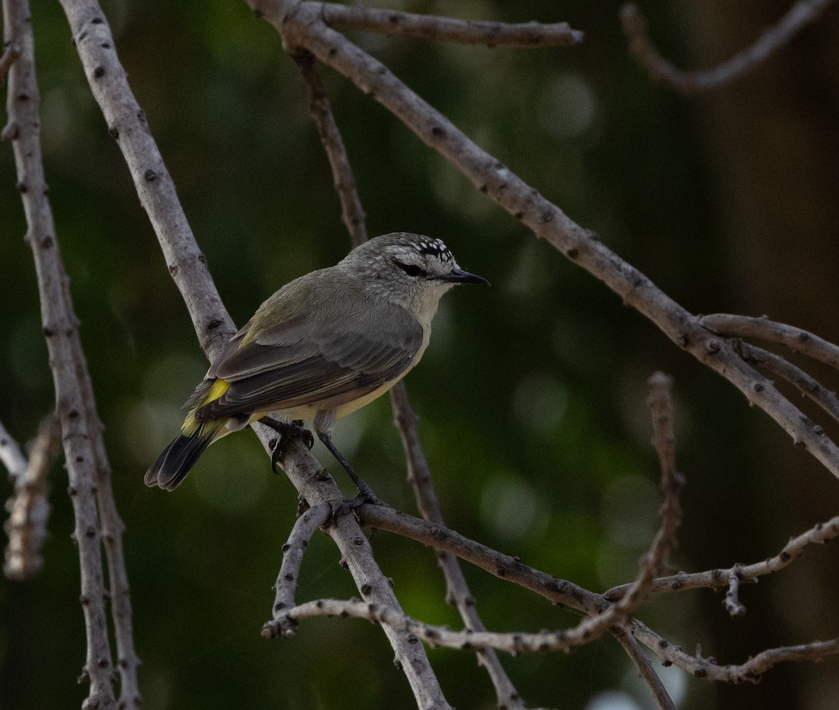 Yellow-rumped Thornbill - ML651916800