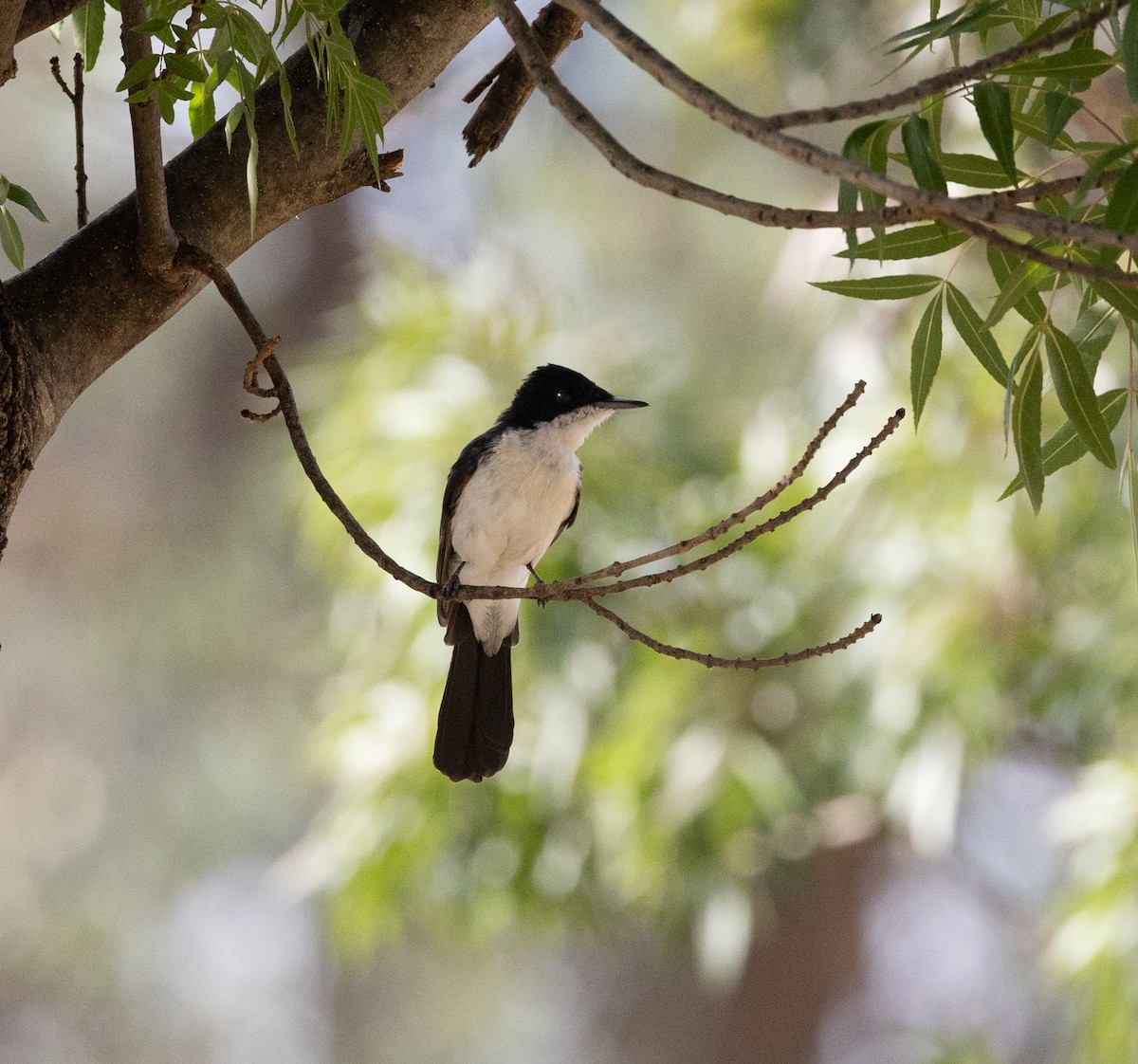 Restless Flycatcher - ML651916802