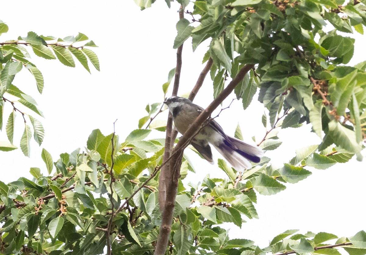 Gray Fantail - ML651916804