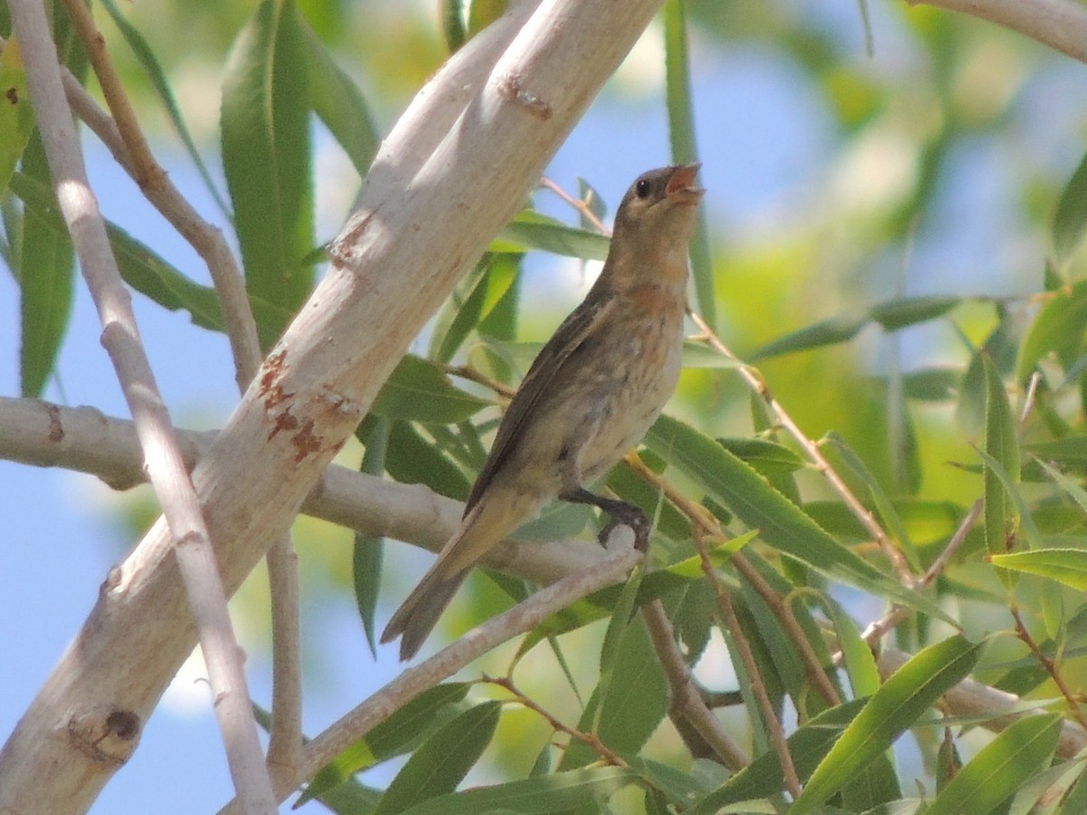Lazuli Bunting - ML65191681
