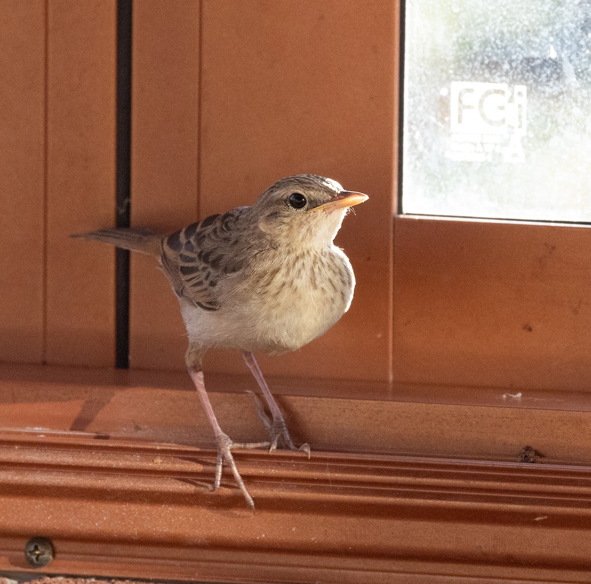 Rufous Songlark - ML651916855