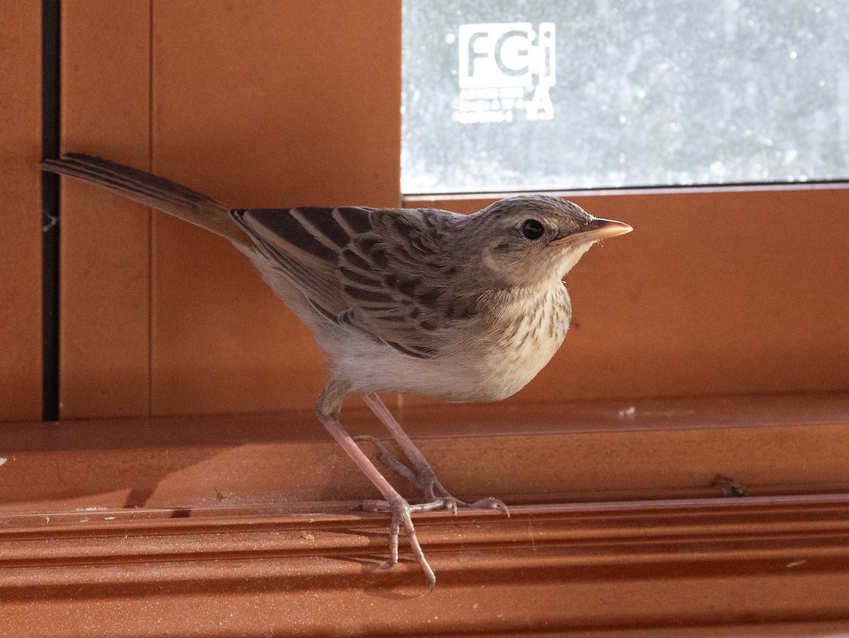 Rufous Songlark - ML651916856